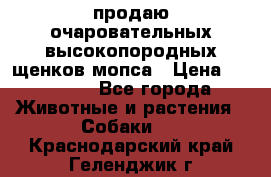 продаю очаровательных высокопородных щенков мопса › Цена ­ 20 000 - Все города Животные и растения » Собаки   . Краснодарский край,Геленджик г.